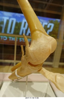 Philadelphia - The Franklin Institute - the Heart exhibit