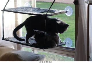 cats on my windowsill