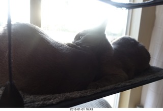 cats on my windowsill