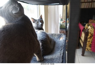 my cats Devin and Jane on the windowsill