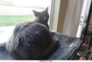 my cat Devin on the windowsill