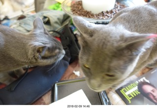 cats in cat window