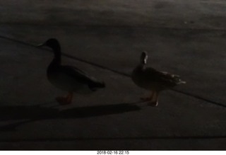 night ducks