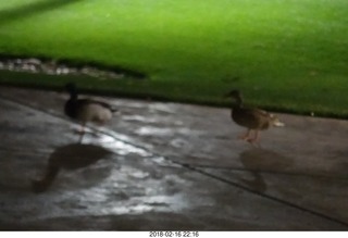 night ducks