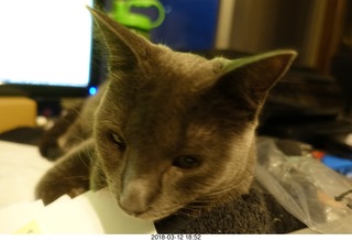 my cats Devin and Jane