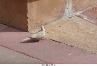 Academy of Music - Swan Lake ballet - pit - Luigi