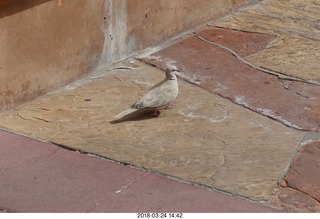 Academy of Music - Swan Lake ballet - pit Luigi