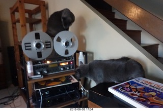 my cats Devin and Jane and their first experience with reel-to-reel tape