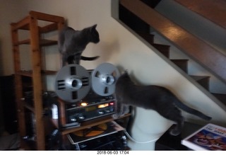 my cats Devin and Jane and their first experience with reel-to-reel tape