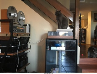 my cats Devin and Jane and their first experience with reel-to-reel tape