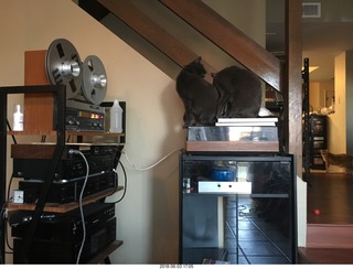 my cats Devin and Jane and their first experience with reel-to-reel tape