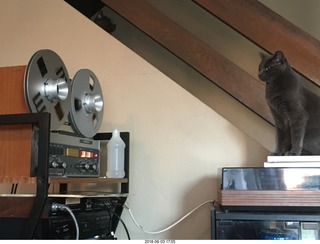 my cats Devin and Jane and their first experience with reel-to-reel tape