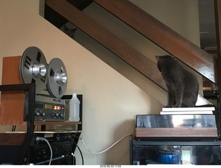 my cats Devin and Jane and their first experience with reel-to-reel tape