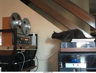 my cats Devin and Jane and their first experience with reel-to-reel tape