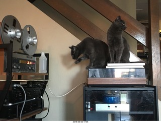 my cats Devin and Jane and their first experience with reel-to-reel tape