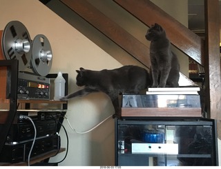 my cats Devin and Jane and their first experience with reel-to-reel tape