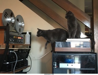 my cats Devin and Jane and their first experience with reel-to-reel tape