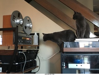 my cats Devin and Jane and their first experience with reel-to-reel tape