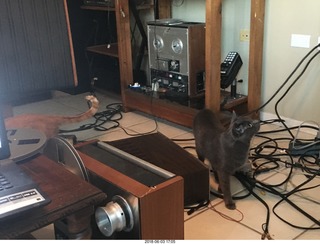 my cats Devin and Jane and their first experience with reel-to-reel tape