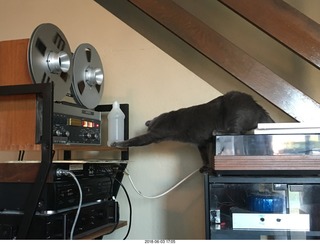 my cats Devin and Jane and their first experience with reel-to-reel tape