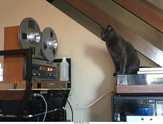 my cats Devin and Jane and their first experience with reel-to-reel tape