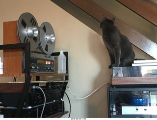 my cats Devin and Jane and their first experience with reel-to-reel tape