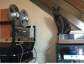 my cats Devin and Jane and their first experience with reel-to-reel tape