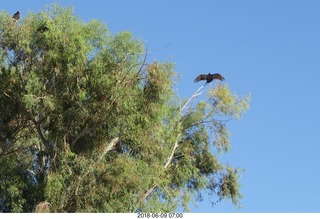 vultures or eagles, birds resting in a tree at Kearny (E67)