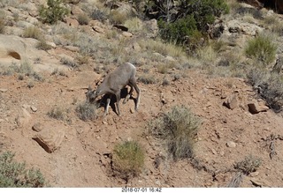 drive back to gateway - Big Horn Sheep