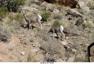 57 a03. drive back to gateway - Big Horn Sheep