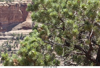 133 a03. Colorado National Monument - squirrel