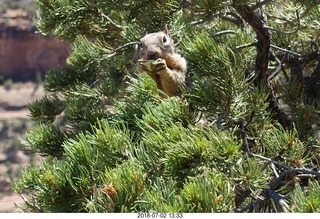 Colorado National Monument - squirrel