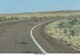 Petrified Forest National Park - deer on the roadway