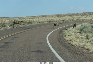 driving from gallup to petrified forest - signs for Indian City souvenir stands