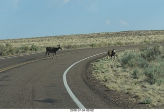 Petrified Forest National Park - deer on the roadway