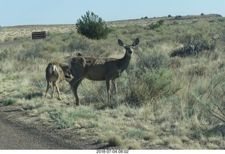 Petrified Forest National Park - deer on the roadway