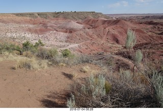 Petrified Forest National Park - deer on the roadway