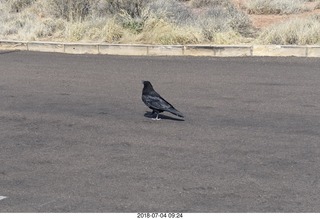 Petrified Forest National Park - hungry raven