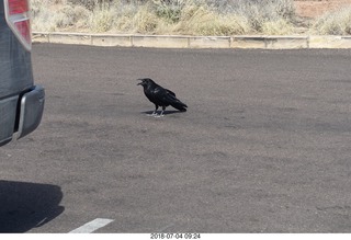 Petrified Forest National Park - hungry raven