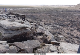 Petrified Forest National Park - hungry raven