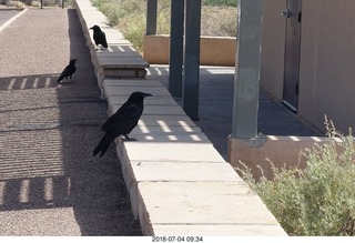 Petrified Forest National Park - hungry ravens