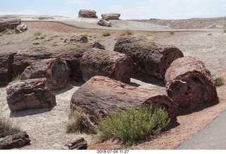 209 a03. Petrified Forest National Park - Crystal Forest hike + petrified logs