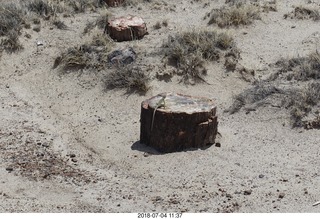 229 a03. Petrified Forest National Park - Crystal Forest hike + petrified logs + lizard