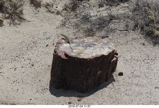 231 a03. Petrified Forest National Park - Crystal Forest hike + petrified log + lizard