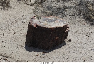 232 a03. Petrified Forest National Park - Crystal Forest hike + petrified log + lizard