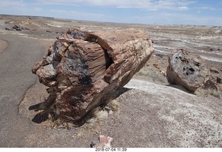 237 a03. Petrified Forest National Park - Crystal Forest hike + petrified logs