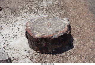 Petrified Forest National Park - Crystal Forest hike + petrified log + lizard