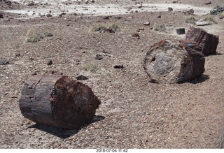 Petrified Forest National Park - Crystal Forest hike + petrified log + lizard