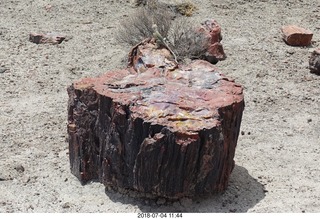 Petrified Forest National Park - Crystal Forest hike + petrified log + lizard