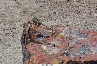 Petrified Forest National Park - Crystal Forest hike + petrified log + lizard